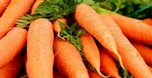 How long does beta carotene take to tan?